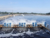 Phát triển năng lượng tái tạo cấp điện cho nuôi tôm