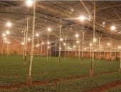 Đà Lạt: Nhà vườn dùng đèn Led để tiết kiệm điện